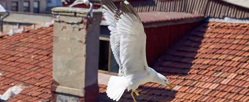 Residential Chimney Animal Removal Solution in Upper Arlington, OH